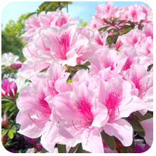 躑躅(飯能市の花)